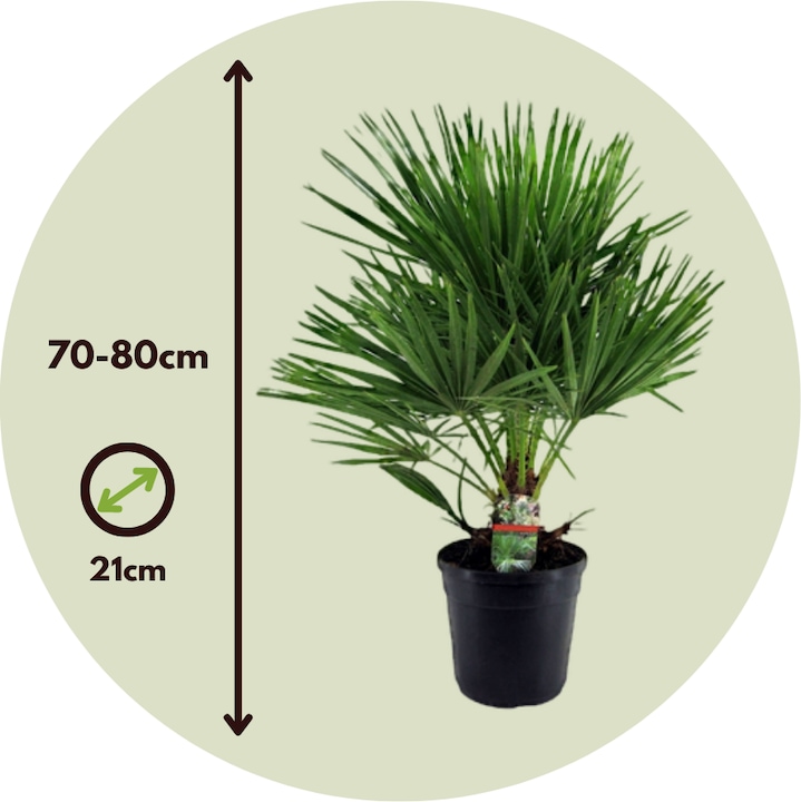 Immagine prodotto Plant in a Box Chamaerops humilis (70 cm)