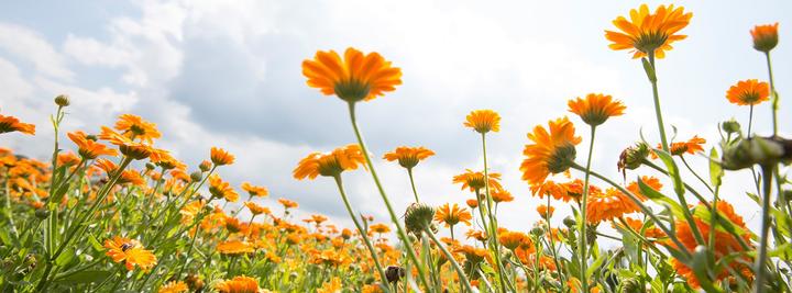 Immagine prodotto Weleda Calendula