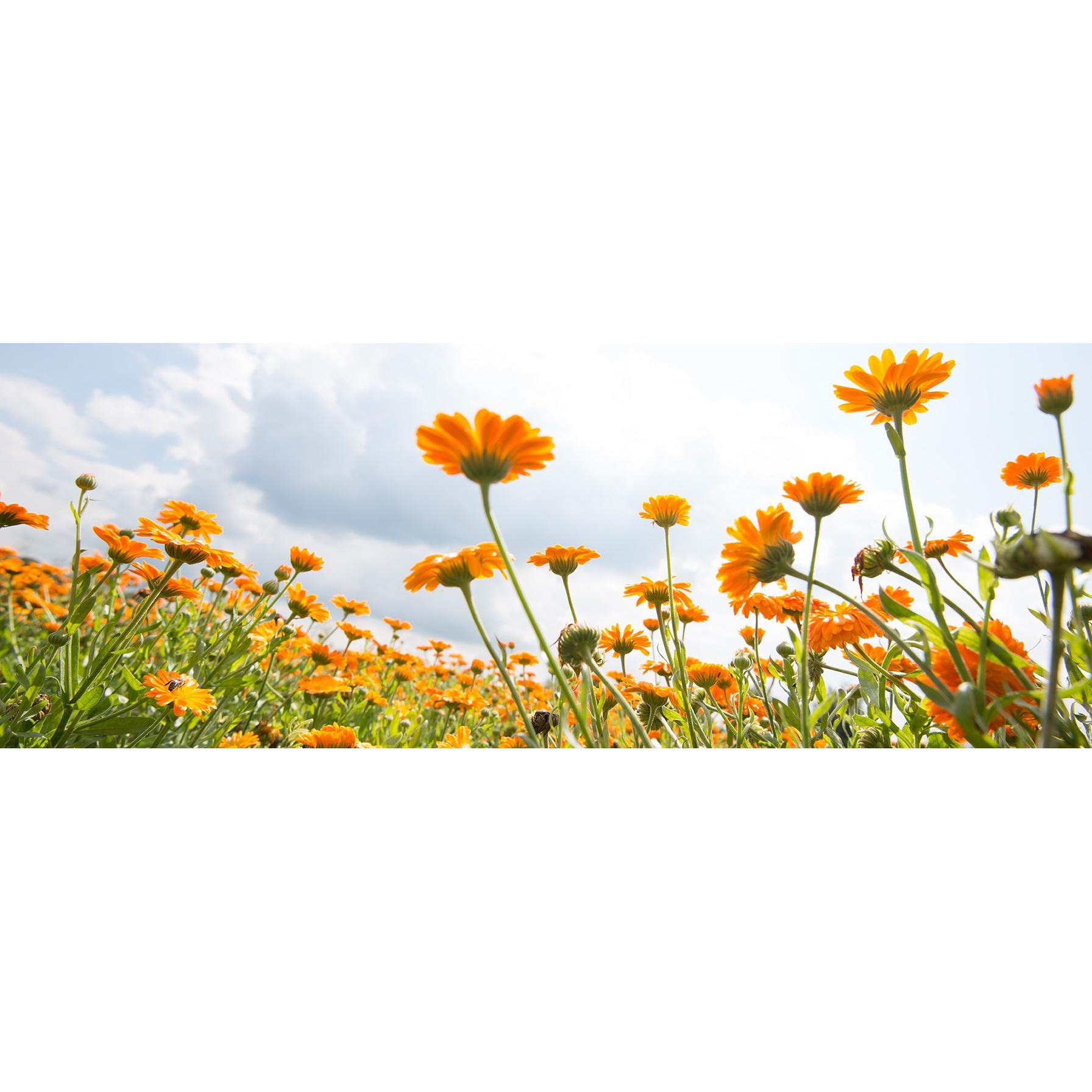 Thumbnail - Weleda, Babykörperpflege, Baby Calendula