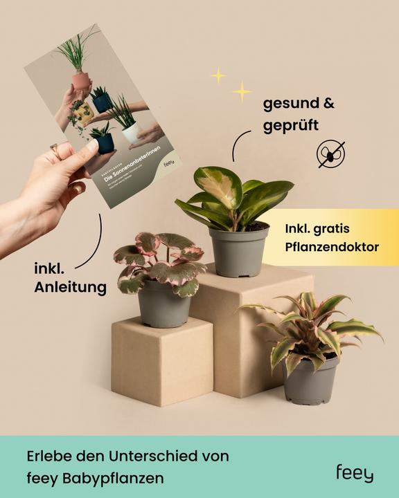 Produktbild feey Sukkulenten Ãoeberraschungs-Babypflanzen (6er Set) (5 cm)
