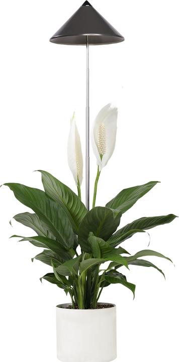 Actual product image Colibri SUNLiTE grey (LED, 230 V)