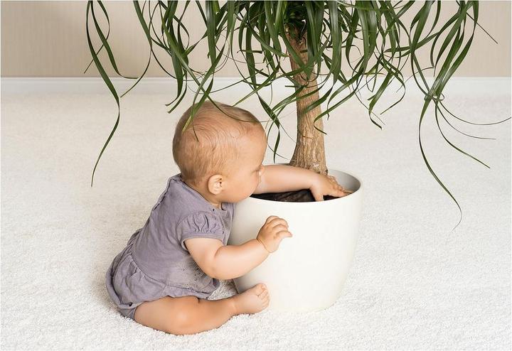 Actual product image Reer Plant protection network