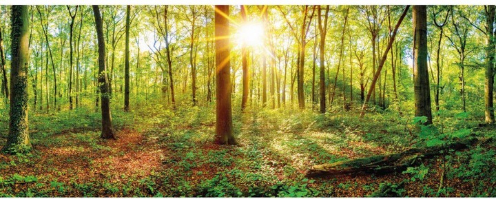 Trenddeko Tief im Wald