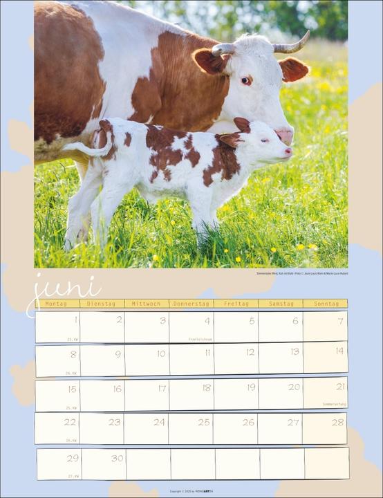 Produktbild Kuh Kalender 2026 (30 x 39 cm)