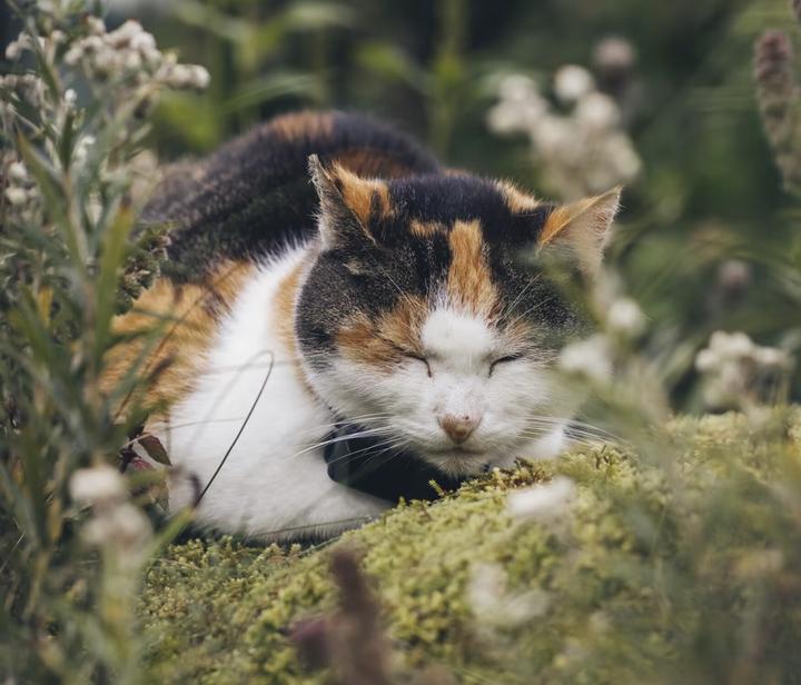 Image du produit Tractive CAT Mini tracker GPS pour chats (Chat, Général)