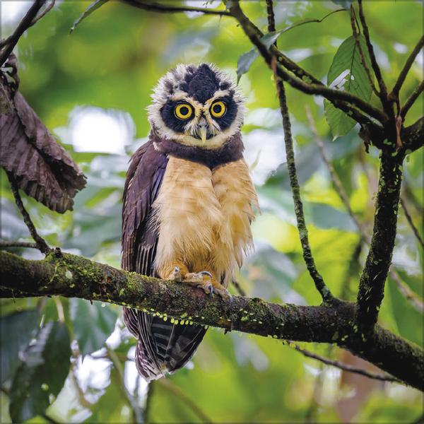 Produktbild Eulen 2026 (30 x 30 cm)