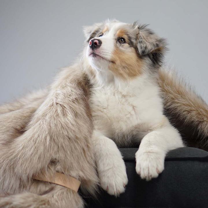 Actual product image Labbvenn Dog blanket FÖRA (Dog)