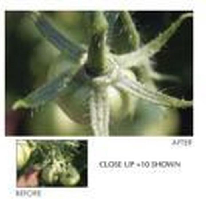 Productafbeelding Zebra Z-Select 2000T (8.30 cm)