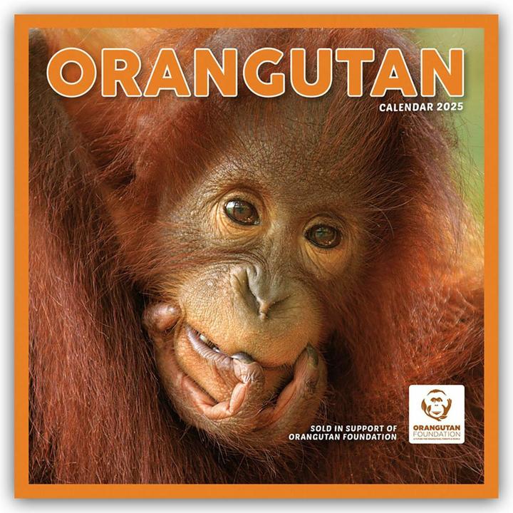 Produktbild Orangutan - Orang-Utan 2024 (305 x 305 mm, Harter Einband, Englisch, Deutsch)