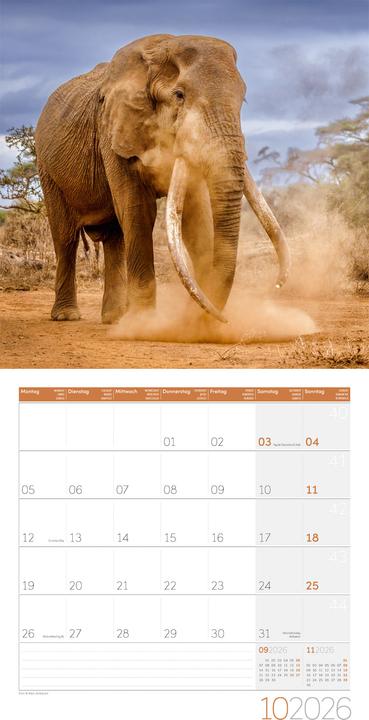 Image du produit Elefanten Kalender 2026 - 30x30 (30 x 30 cm, Couverture rigide, Français, Anglais, Allemand)