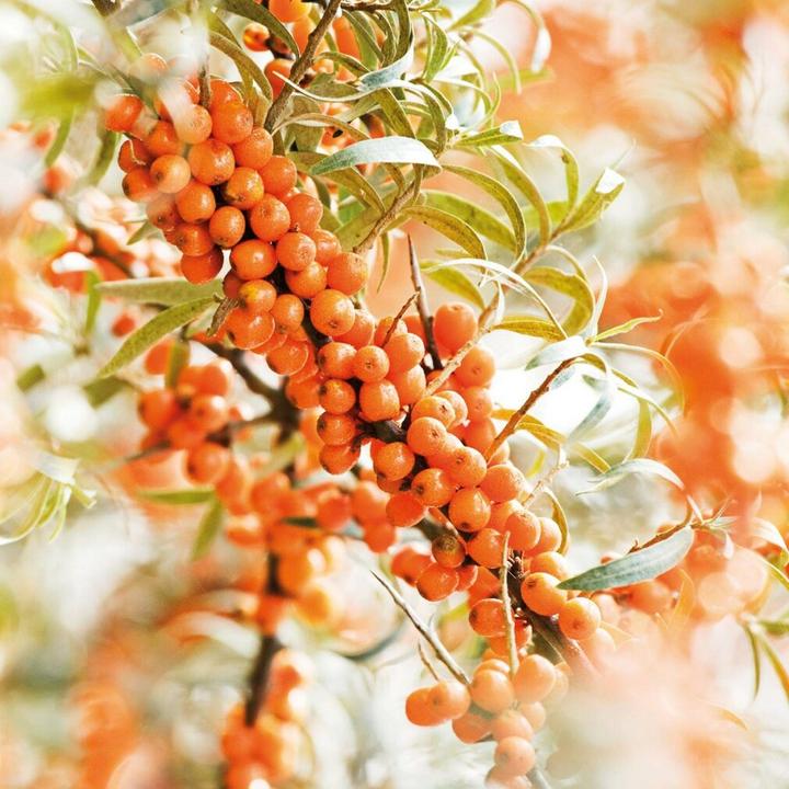 Actual product image Weleda Seabuckthorn oil (Body oil, 100 ml)