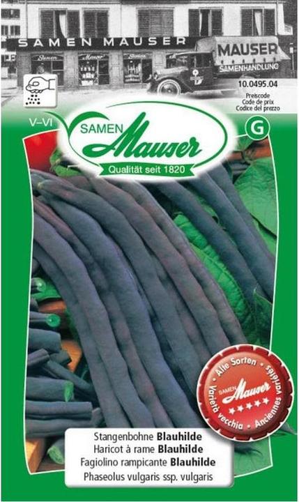 Samen Mauser Stangenbohne Blauhilde (Gemüsesamen)