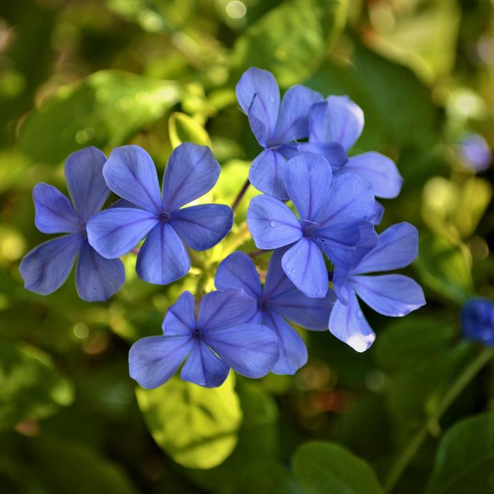 Immagine prodotto Plant in a Box Plumbago auriculata - Set di 3 esemplari Maschio Fedele (25 cm)