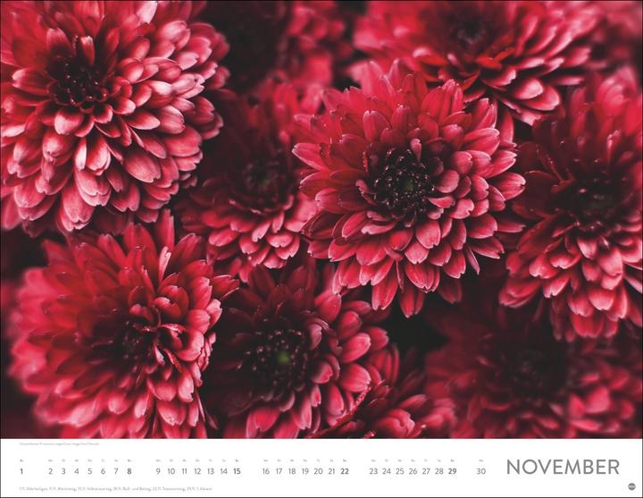 Immagine prodotto Blütenmeer Posterkalender 2026 (44 x 34 cm)