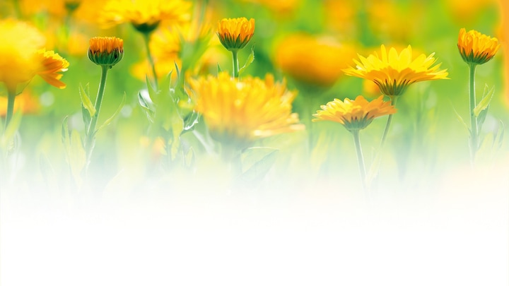 Actual product image Weleda Calendula Massage Oil (100 ml)