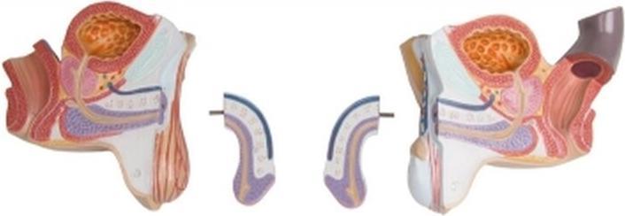 Immagine prodotto Erler Zimmer Modello anatomico del busto con schiena aperta (40 x 23 x 88 cm)