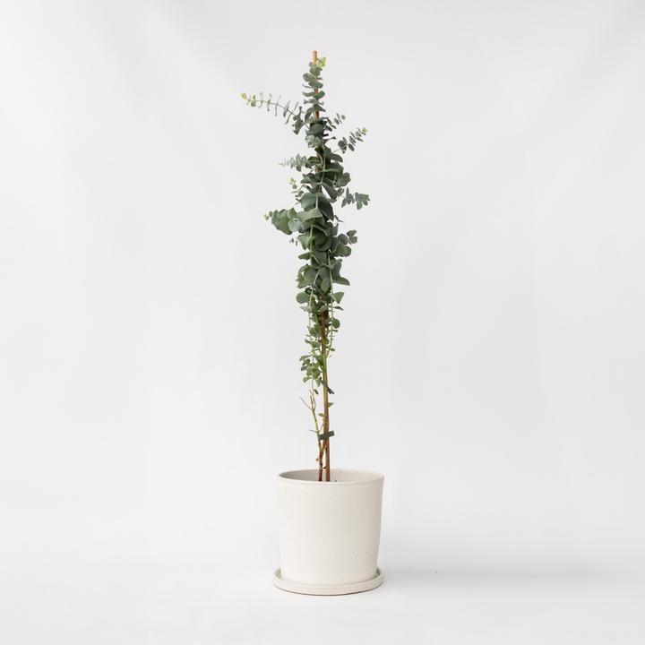 Produktbild Plant in a Box Eucalyptus cinerea 'Silver Dollar' - Silber-Dollar Eukalyptus (110 cm)