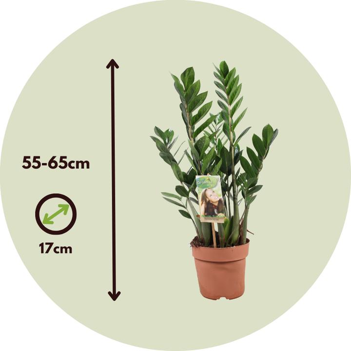 Actual product image Plant in a Box Zamioculcas Zamiifolia - Lucky Feather (65 cm)