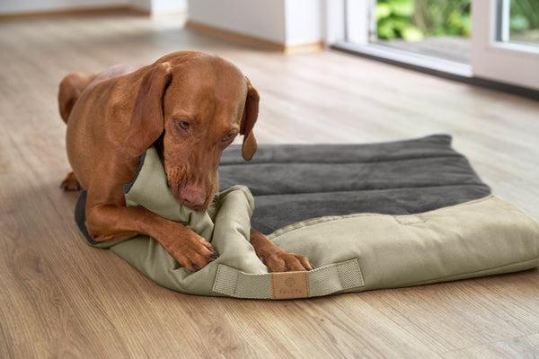 Immagine prodotto Palopa Alma (Cane)