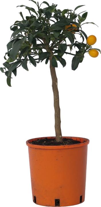 Image du produit Plant in a Box Citrus microcarpa fortunella Kumquat - (50 cm)