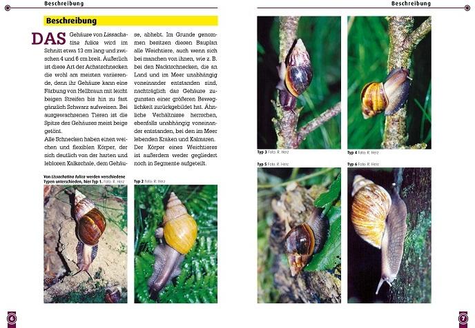 Produktbild Die Afrikanische Riesenschnecke (Deutsch, Heiko Schulz, Robert Nordsiek, 2020)