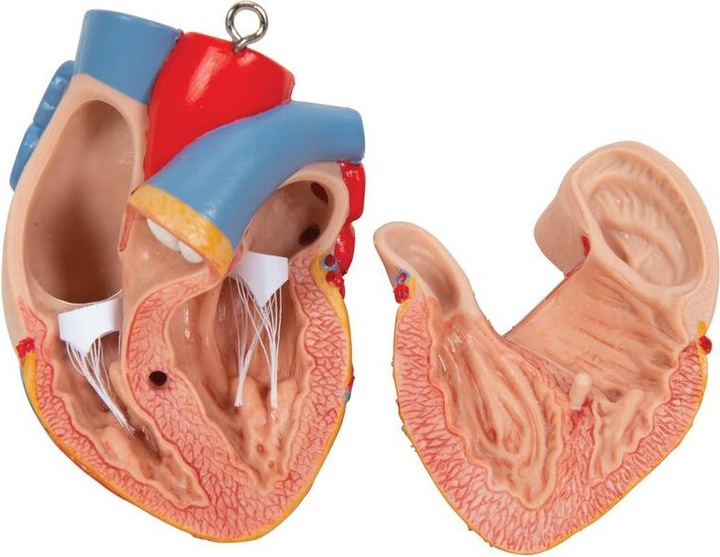 Produktbild 3B Scientific Standard Torso Modell, geschlechtsneutral, 12-teilig