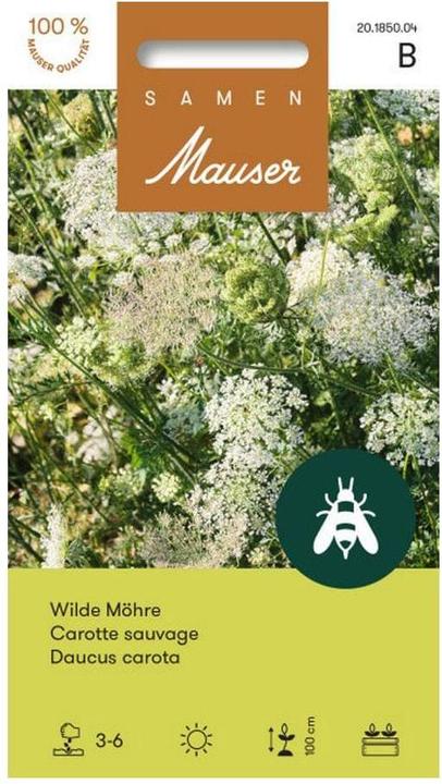 Samen Mauser Wild Carrot (Vegetable seeds)