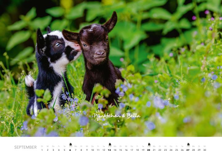 Produktbild Tierkinder auf dem Bauernhof Kalender 2026 (Harter Einband, Deutsch)