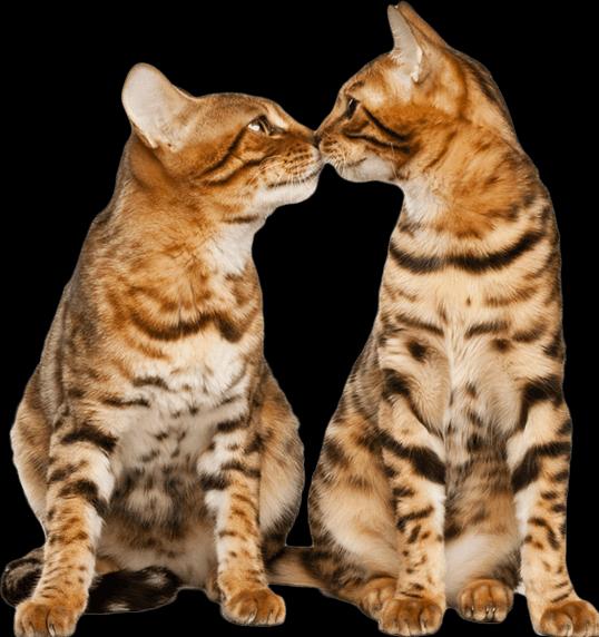 Image du produit Feliway Optimum recharge trio (Chat, 144 ml)