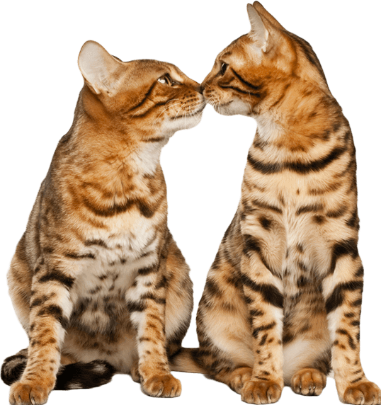 Immagine prodotto Feliway Bottiglia di ricarica Optimum Trio (Gatto, 144 ml)