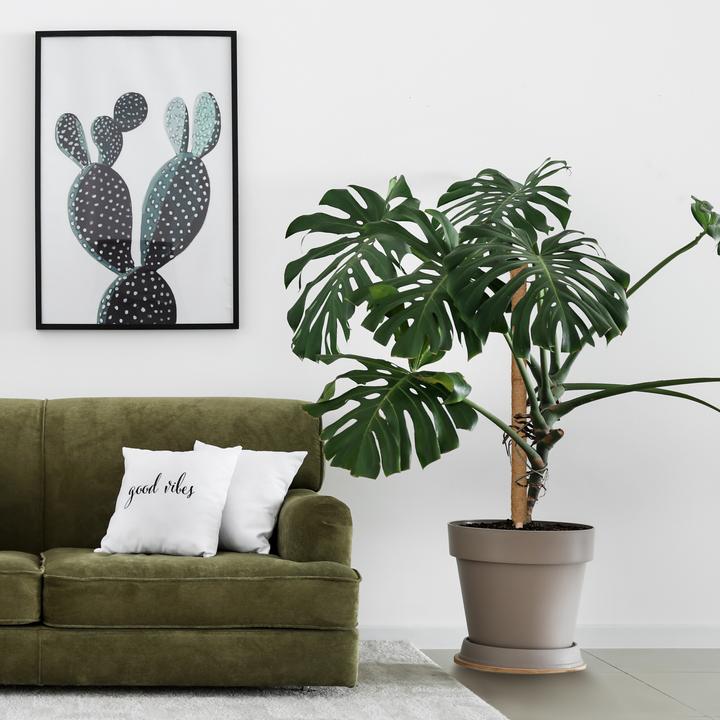 Image du produit Relaxdays 10x Kokosstäbe (4 cm, 4 cm)