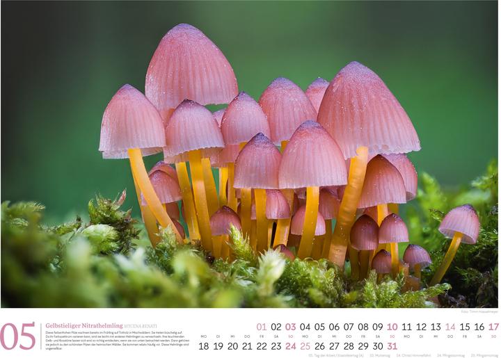 Actual product image Pilze Kalender 2026