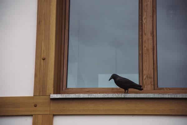 Actual product image Bradas Bird repellent