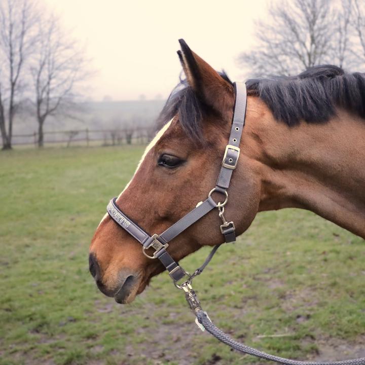 Immagine prodotto Usg Sports