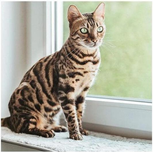 Produktbild CanadianCat Katzen-Fenstermatte grau (Katze)