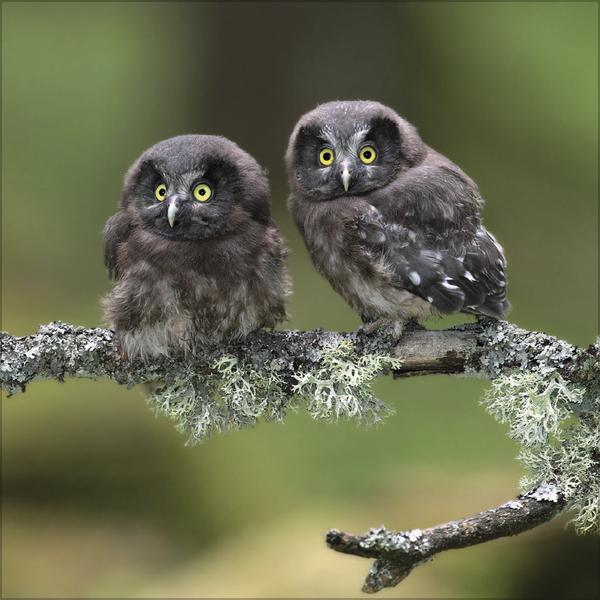 Produktbild Eulen 2026 (30 x 30 cm)