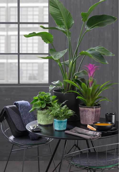 Image du produit Scheurich Pot de fleur Ocean Glaze Ø 18 cm (18 cm)