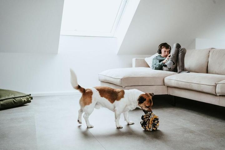 Immagine prodotto Hunter Sniffing ball Eiby (Palla giocattolo per cani)