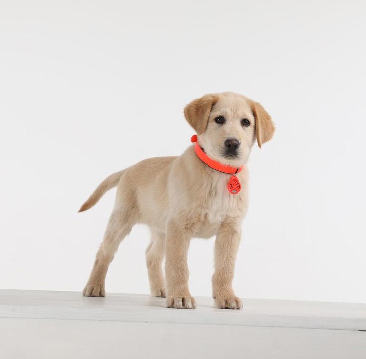 Actual product image Tickless Pet (Cat, Dog, 1000 ml)