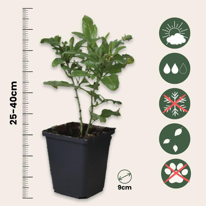 Immagine prodotto Plant in a Box Plumbago auriculata - Set di 3 esemplari Maschio Fedele (25 cm)