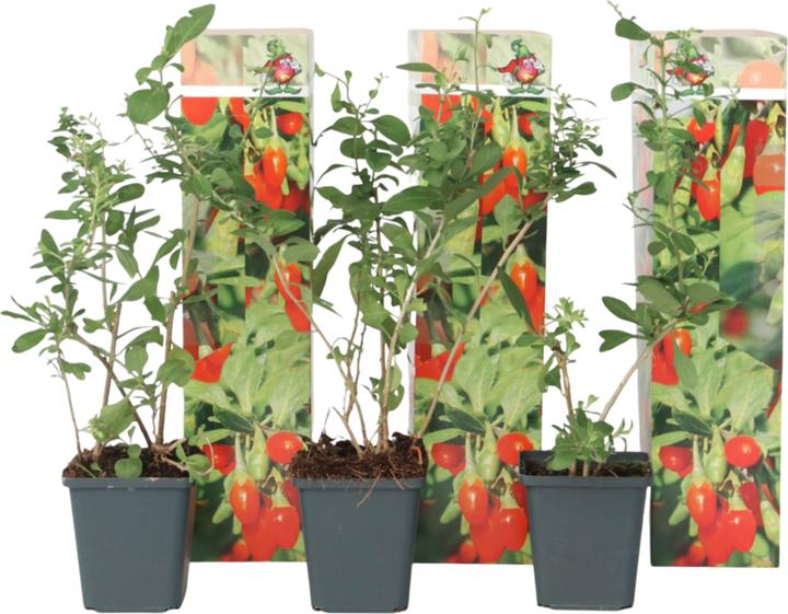 Actual product image Plant in a Box Lycium barbarum - 3er Set Goji Pflanzen (25 cm)