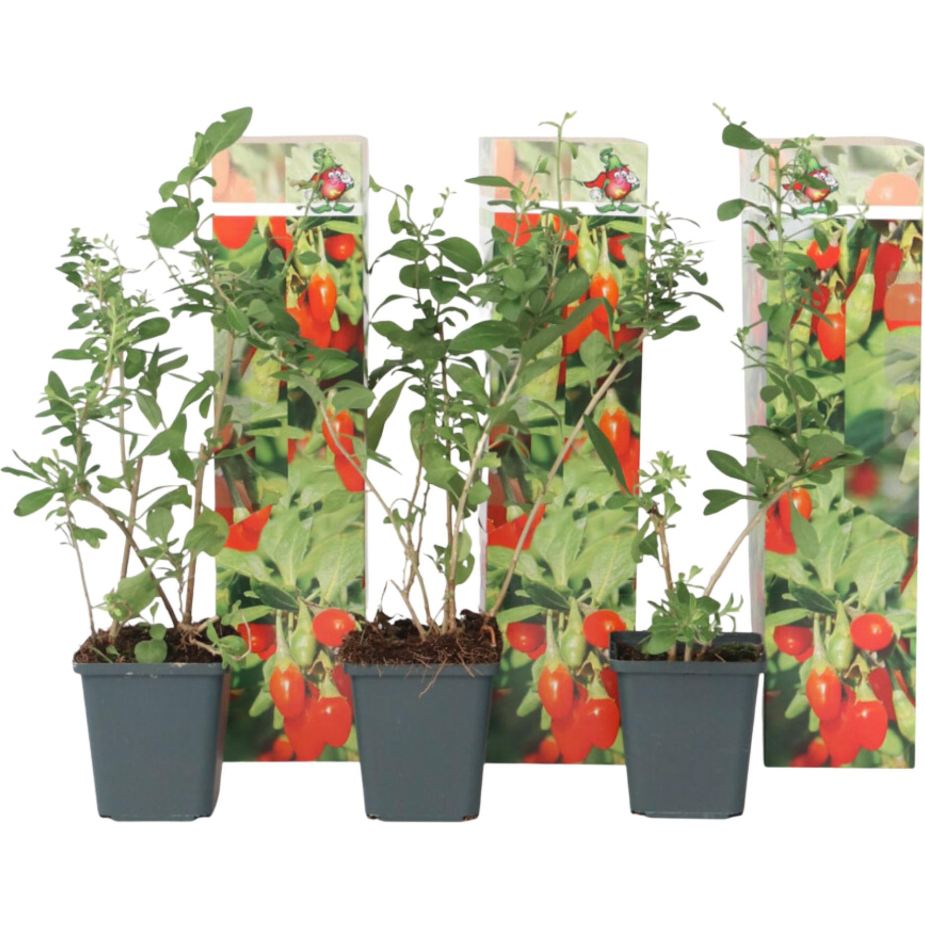 Plant in a Box, Pflanzen, Lycium barbarum - 3er Set Goji Pflanzen (25 cm)