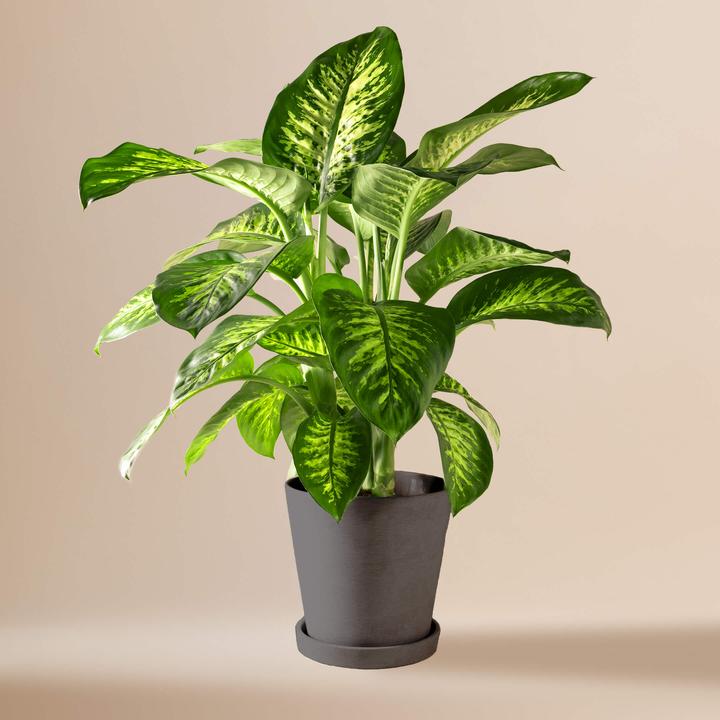 Immagine prodotto Mary and Plants Tropic Snow con vaso HAY Nero (85 cm)
