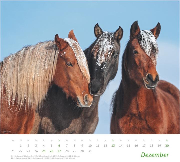 Produktbild times&more Pferde Bildkalender 2026