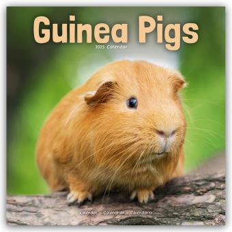 Guinea Pigs - Guinea Pig 2024 - 16 Month Calendar (305 x 305 mm)