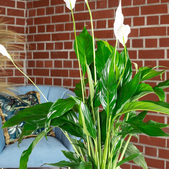 Actual product image Flowerbox Einblatt - Spathiphyllum
