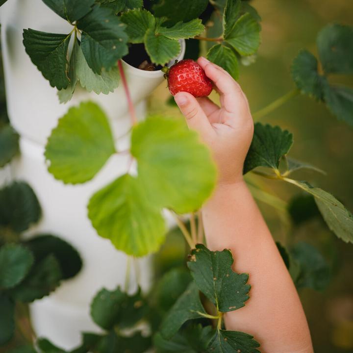 Actual product image Gusta Garden Sisi Strawberry (77 x 27 x 77 cm)