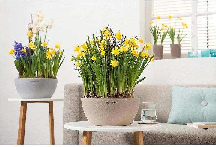 Actual product image Lechuza Cubeto Color (30 cm)