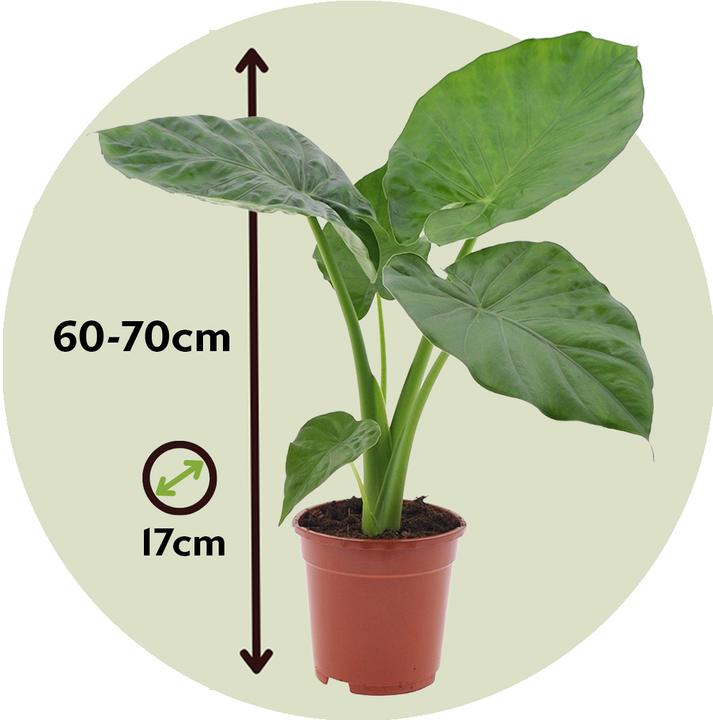 Immagine prodotto Plant in a Box Alocasia macrorrhizos - Set di 2 spighe giganti (60 cm)