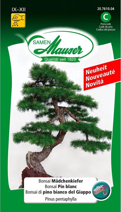 Image du produit Samen Mauser Bonsai Mädchenkiefer (Graines de fleurs)